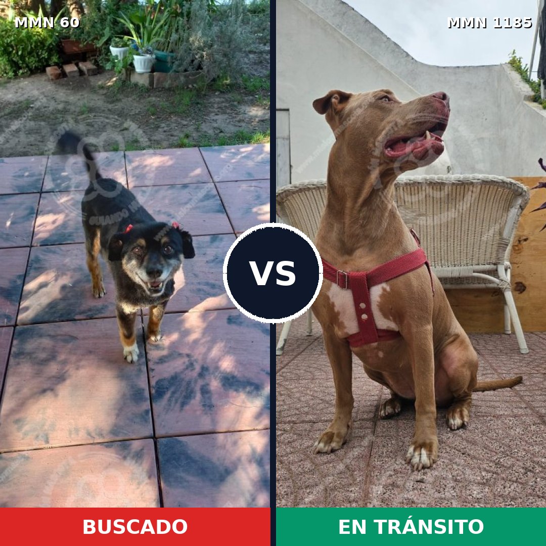 Comparativa MMS 18709: mascota perdida y mascota encontrada, 36% de similitud