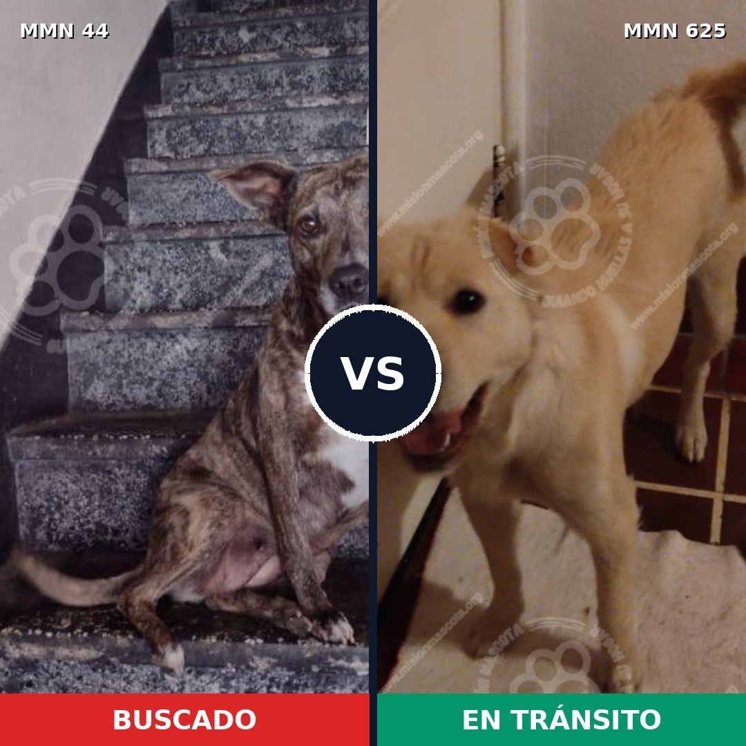 Comparativa MMS 1871: mascota perdida y mascota encontrada, 58% de similitud
