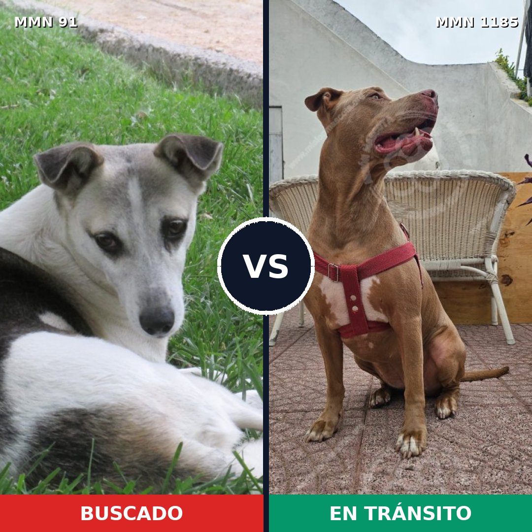 Comparativa MMS 18711: mascota perdida y mascota encontrada, 37% de similitud