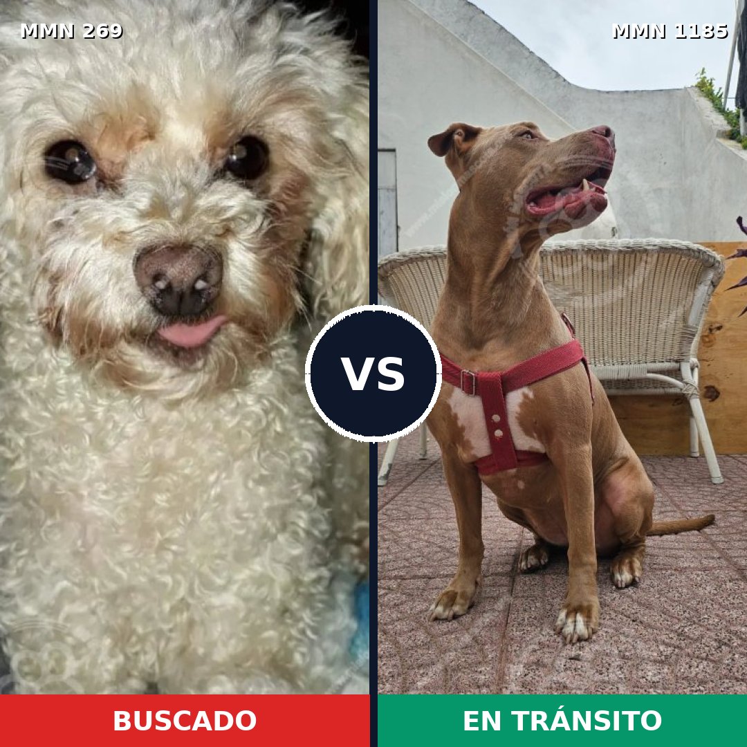 Comparativa MMS 18713: mascota perdida y mascota encontrada, 24% de similitud