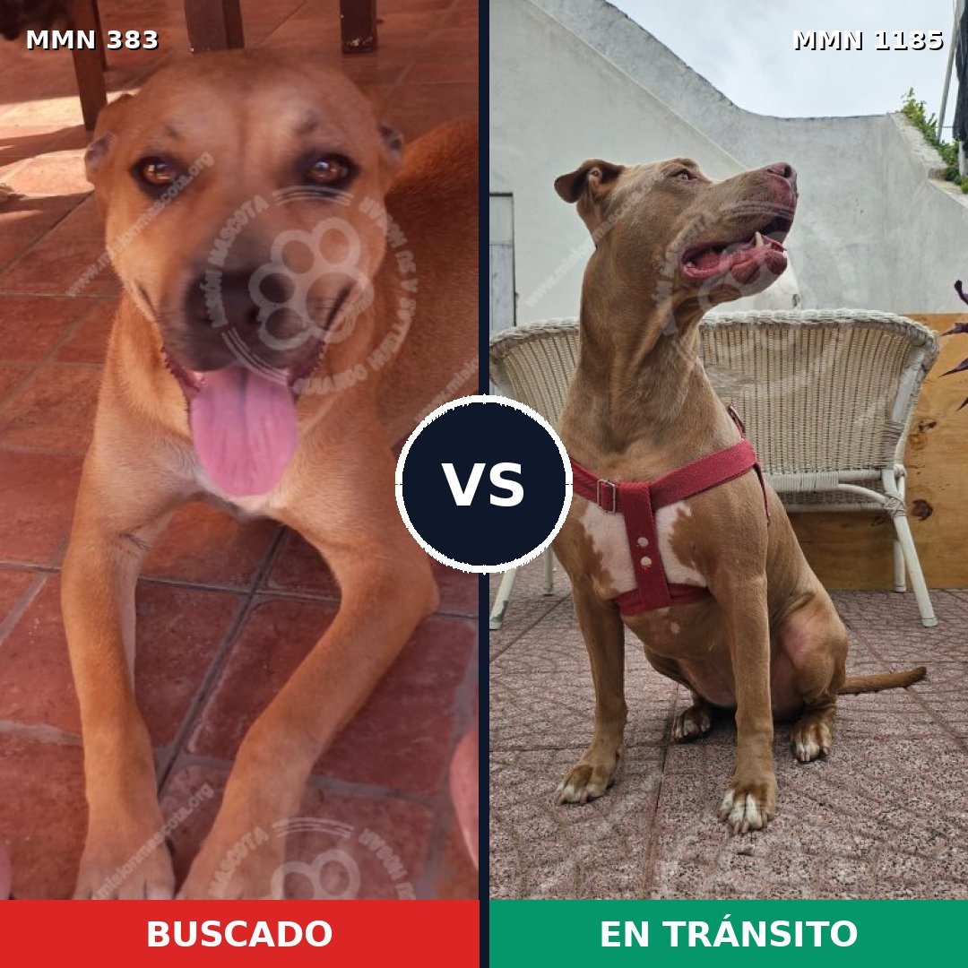 Comparativa MMS 18716: mascota perdida y mascota encontrada, 67% de similitud
