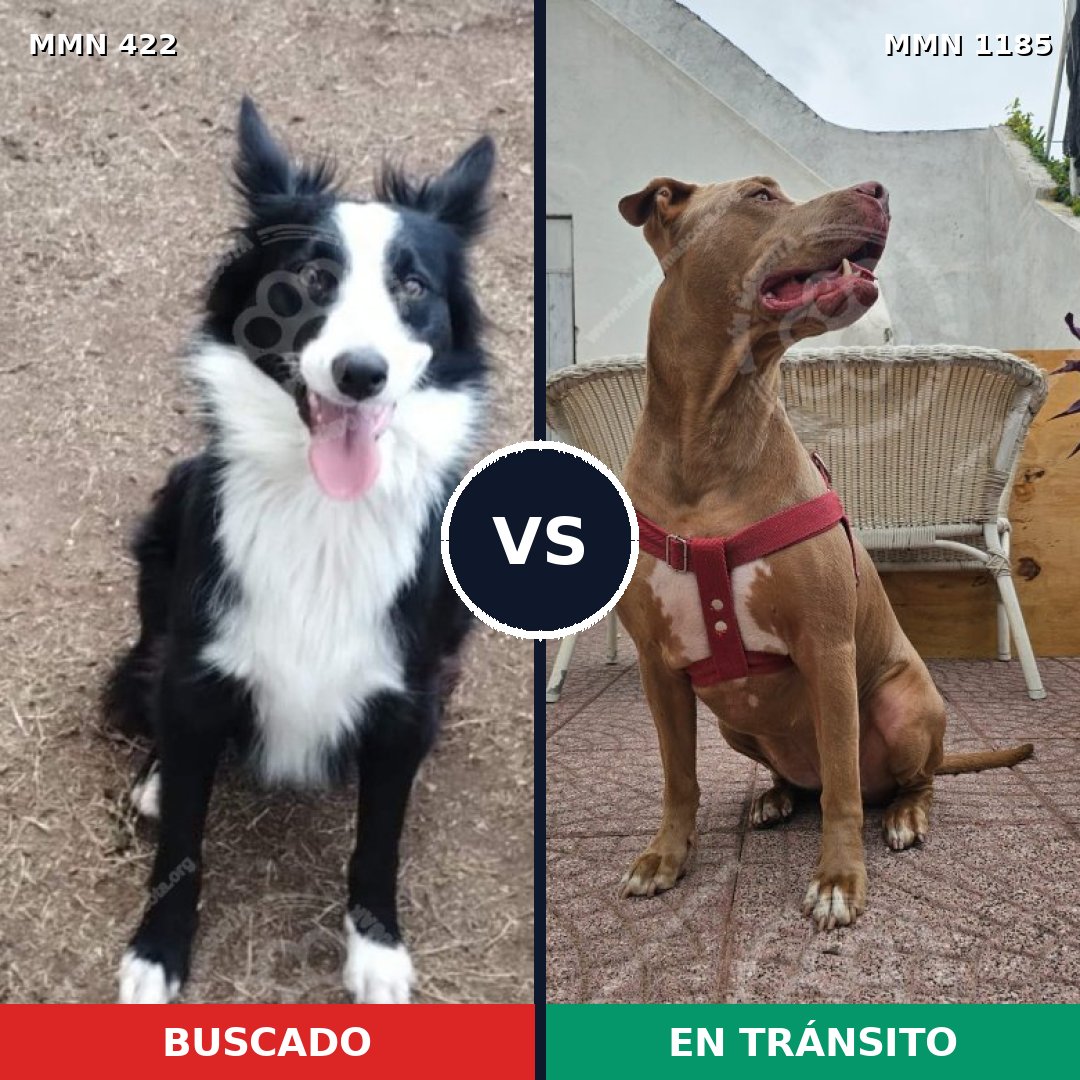 Comparativa MMS 18718: mascota perdida y mascota encontrada, 41% de similitud