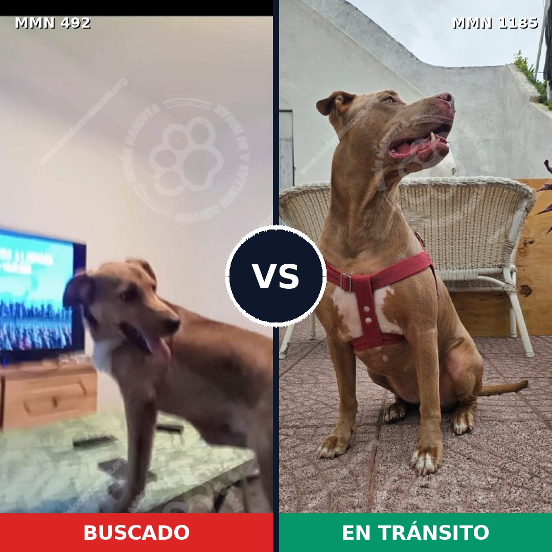 Comparativa MMS 18719: mascota perdida y mascota encontrada, 57% de similitud
