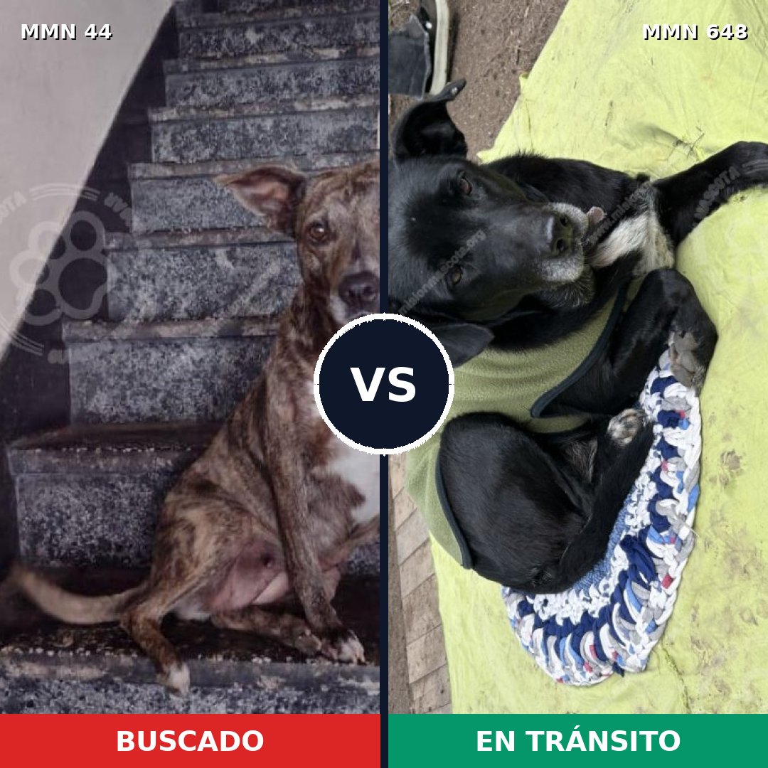 Comparativa MMS 1872: mascota perdida y mascota encontrada, 37% de similitud