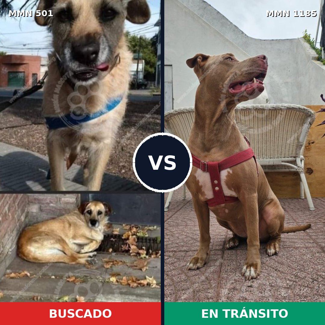 Comparativa MMS 18720: mascota perdida y mascota encontrada, 43% de similitud