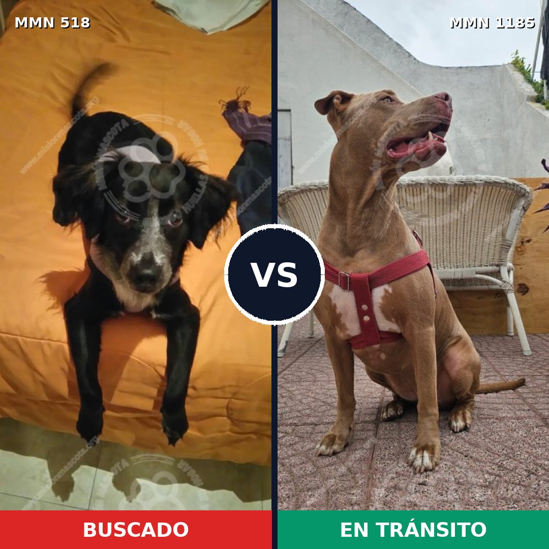 Comparativa MMS 18721: mascota perdida y mascota encontrada, 27% de similitud