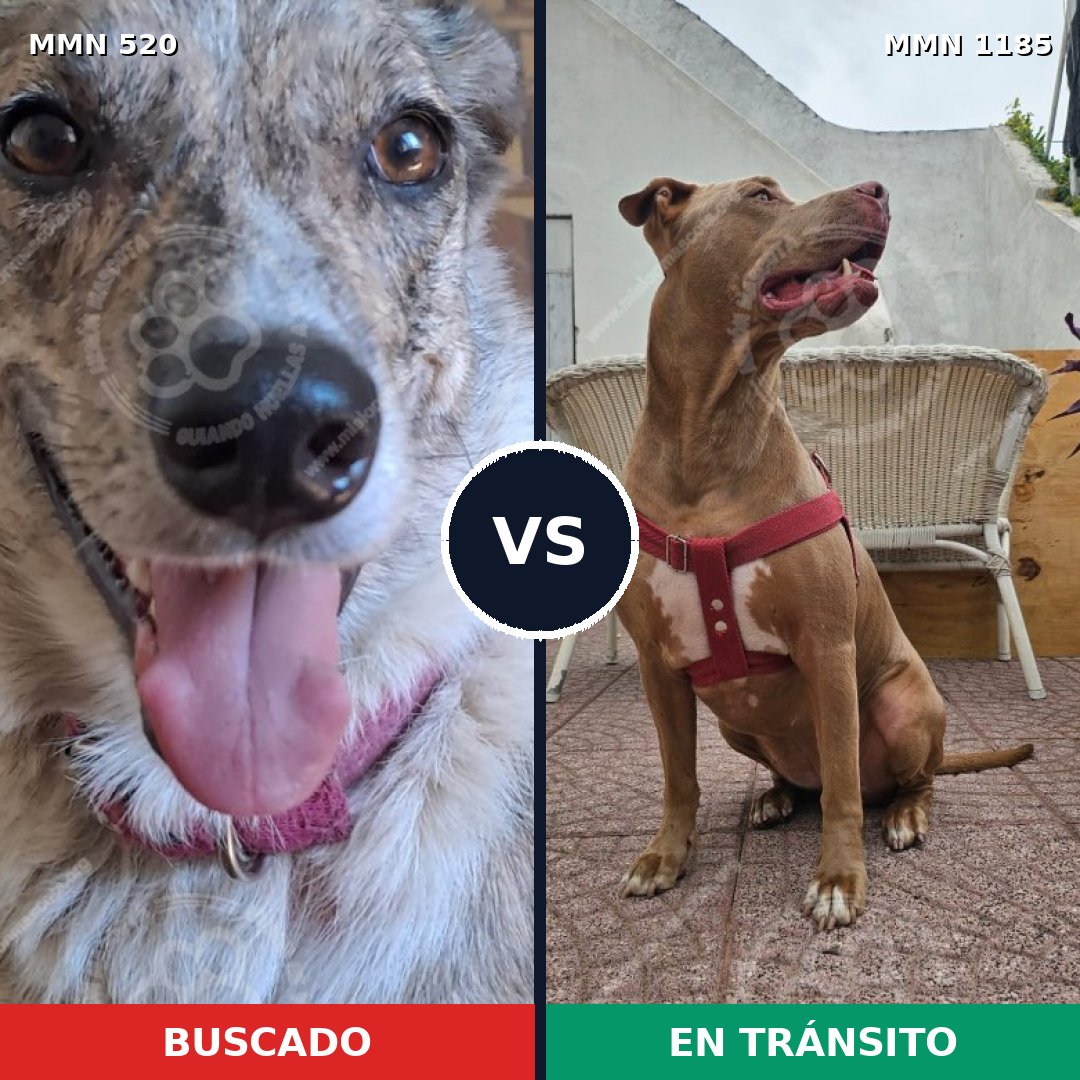 Comparativa MMS 18722: mascota perdida y mascota encontrada, 43% de similitud