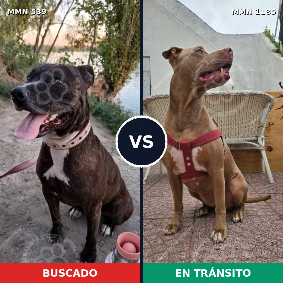 Comparativa MMS 18723: mascota perdida y mascota encontrada, 53% de similitud