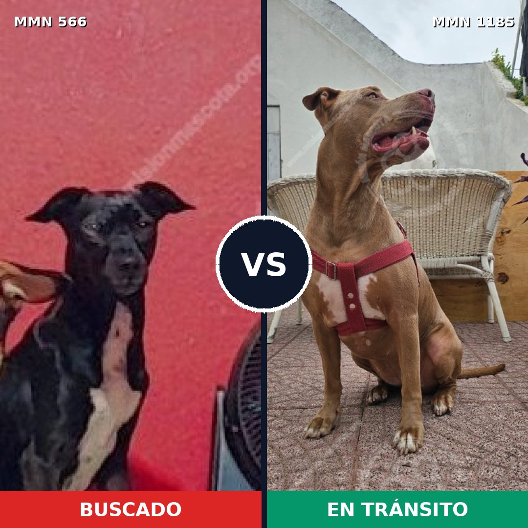 Comparativa MMS 18724: mascota perdida y mascota encontrada, 41% de similitud