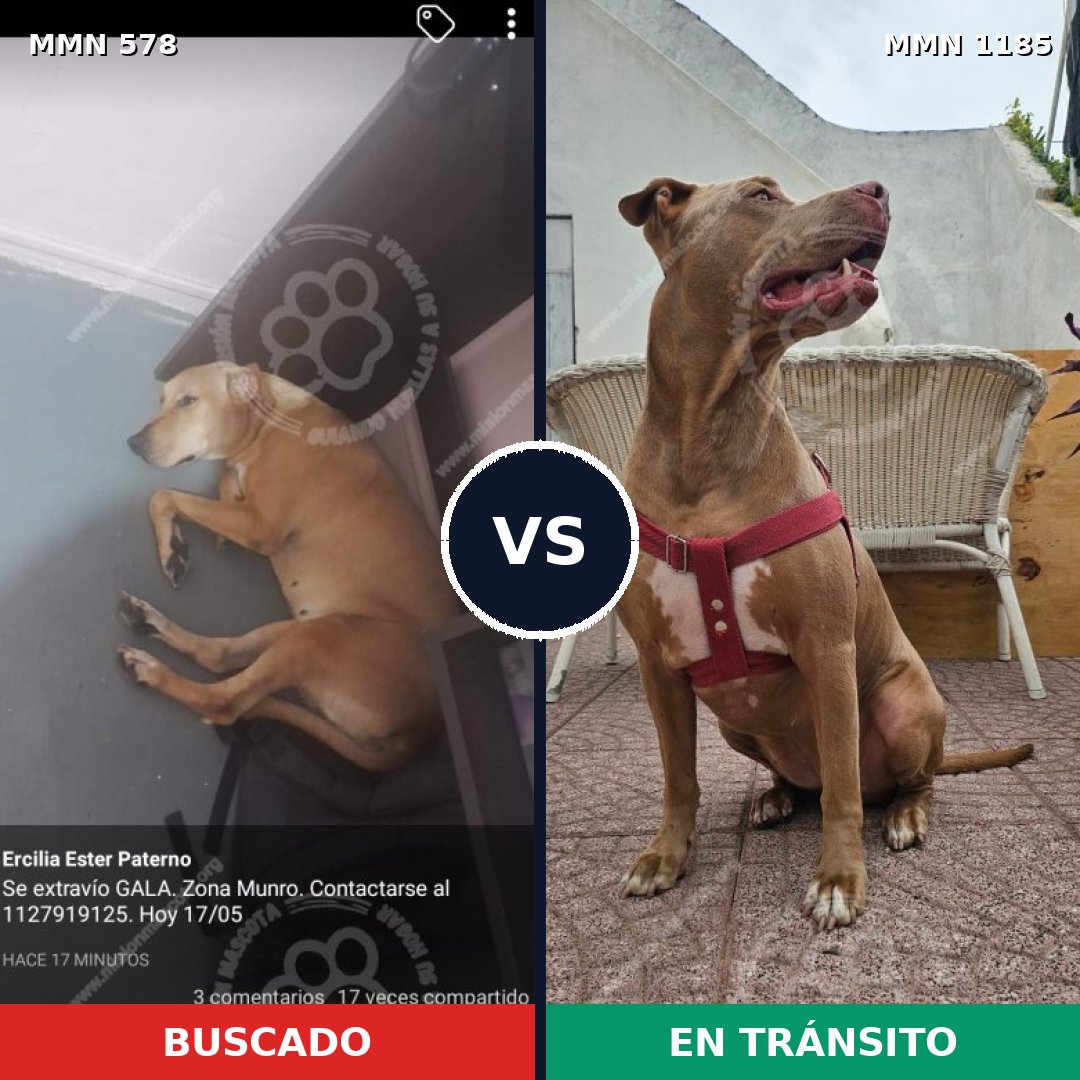 Comparativa MMS 18725: mascota perdida y mascota encontrada, 57% de similitud