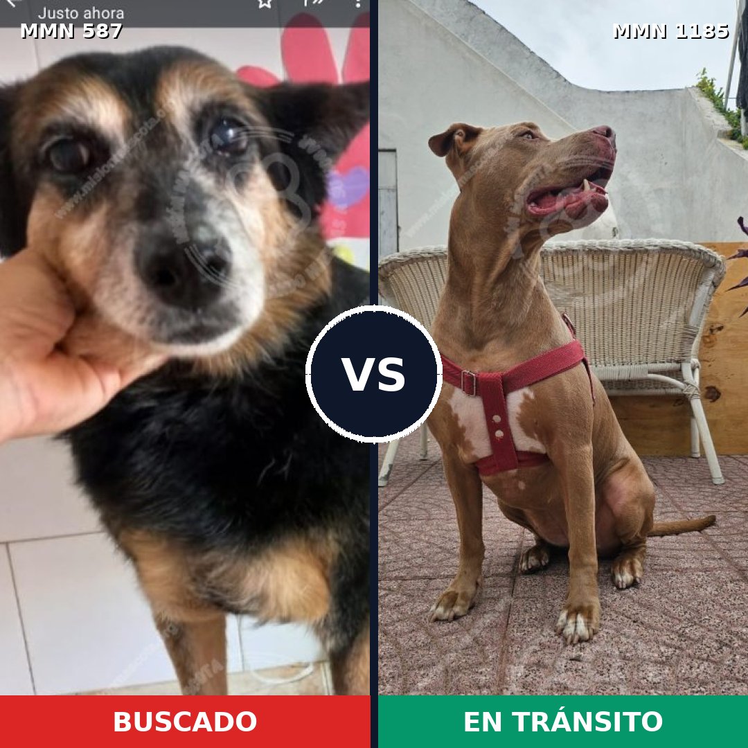 Comparativa MMS 18726: mascota perdida y mascota encontrada, 37% de similitud