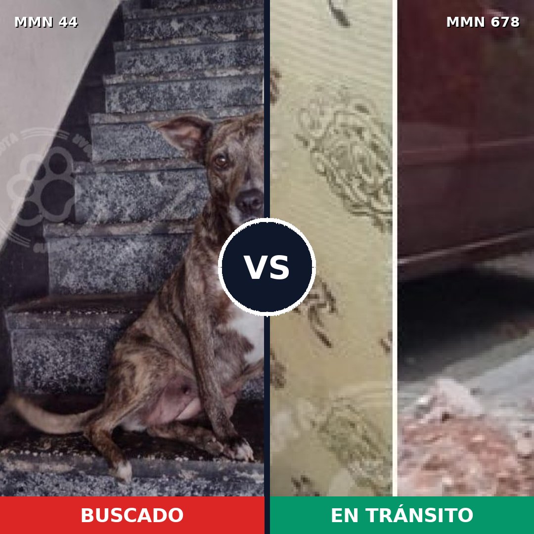 Comparativa MMS 1873: mascota perdida y mascota encontrada, 64% de similitud