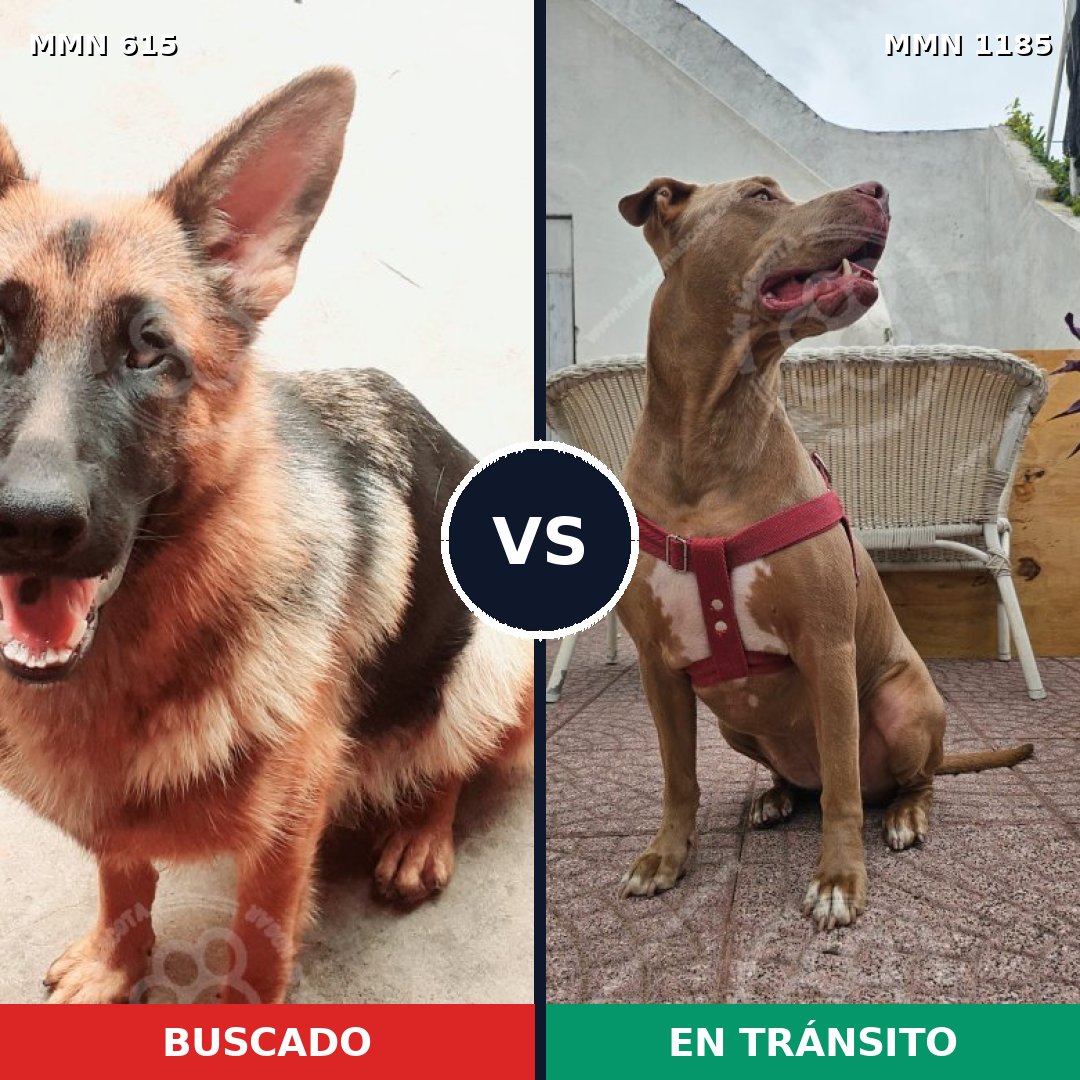 Comparativa MMS 18730: mascota perdida y mascota encontrada, 45% de similitud