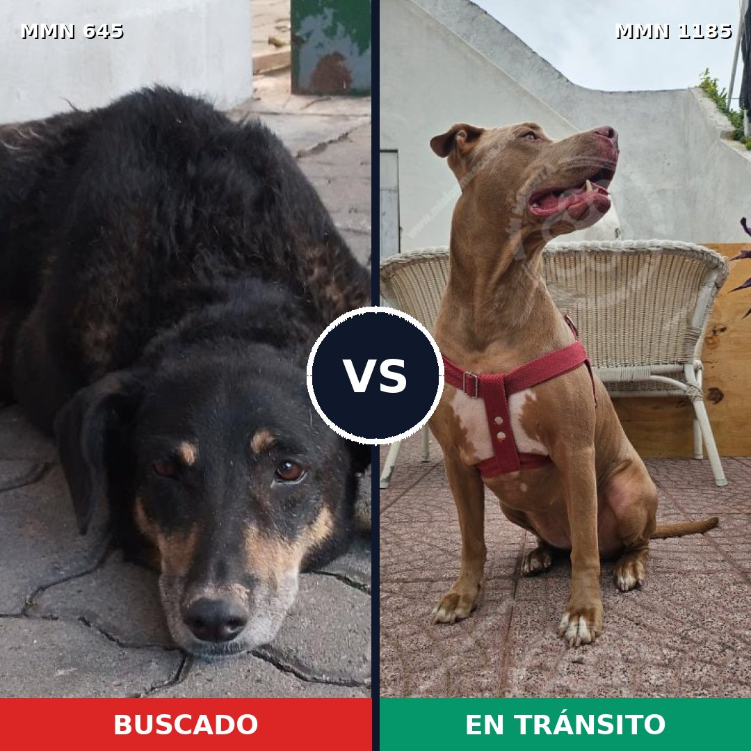 Comparativa MMS 18732: mascota perdida y mascota encontrada, 48% de similitud