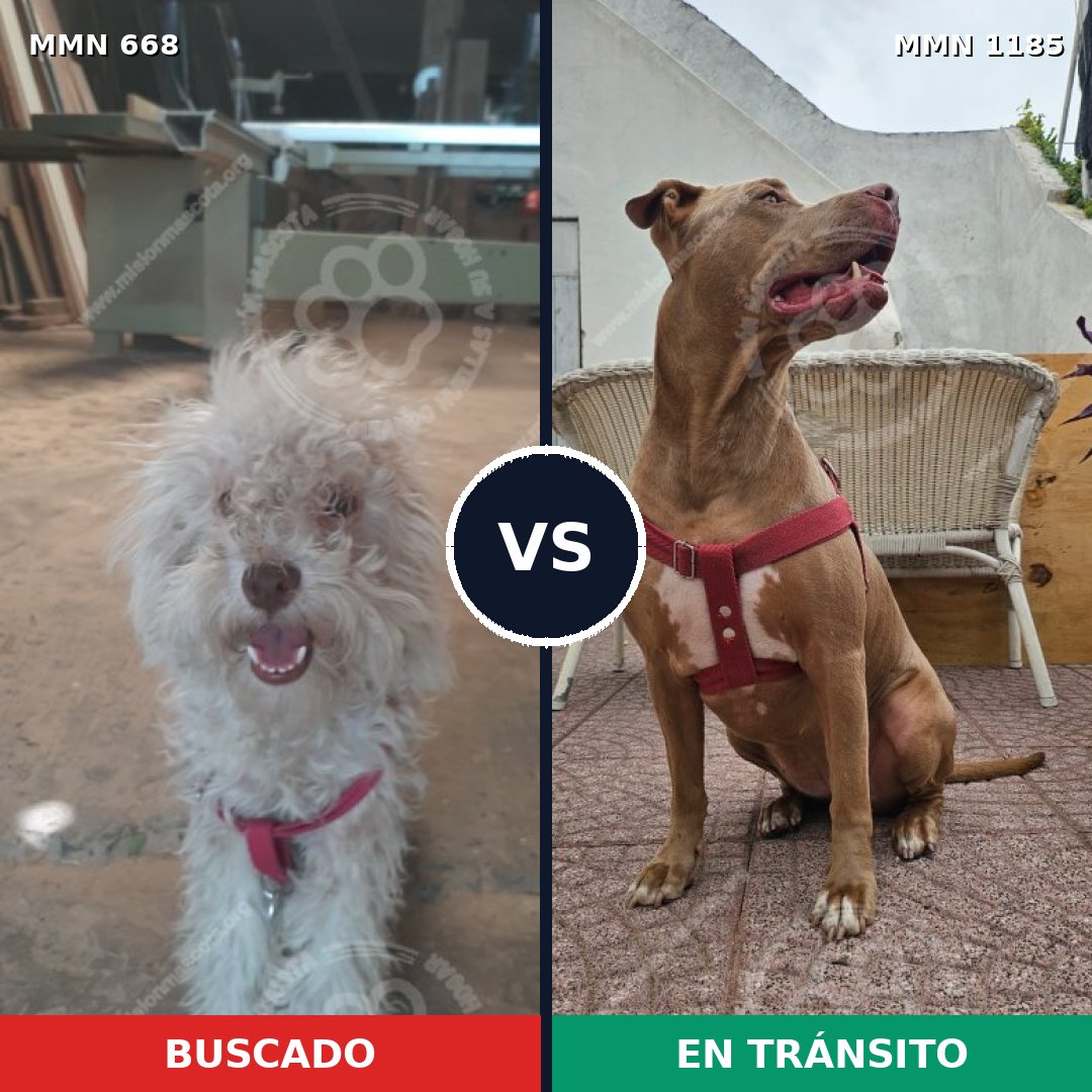 Comparativa MMS 18733: mascota perdida y mascota encontrada, 37% de similitud