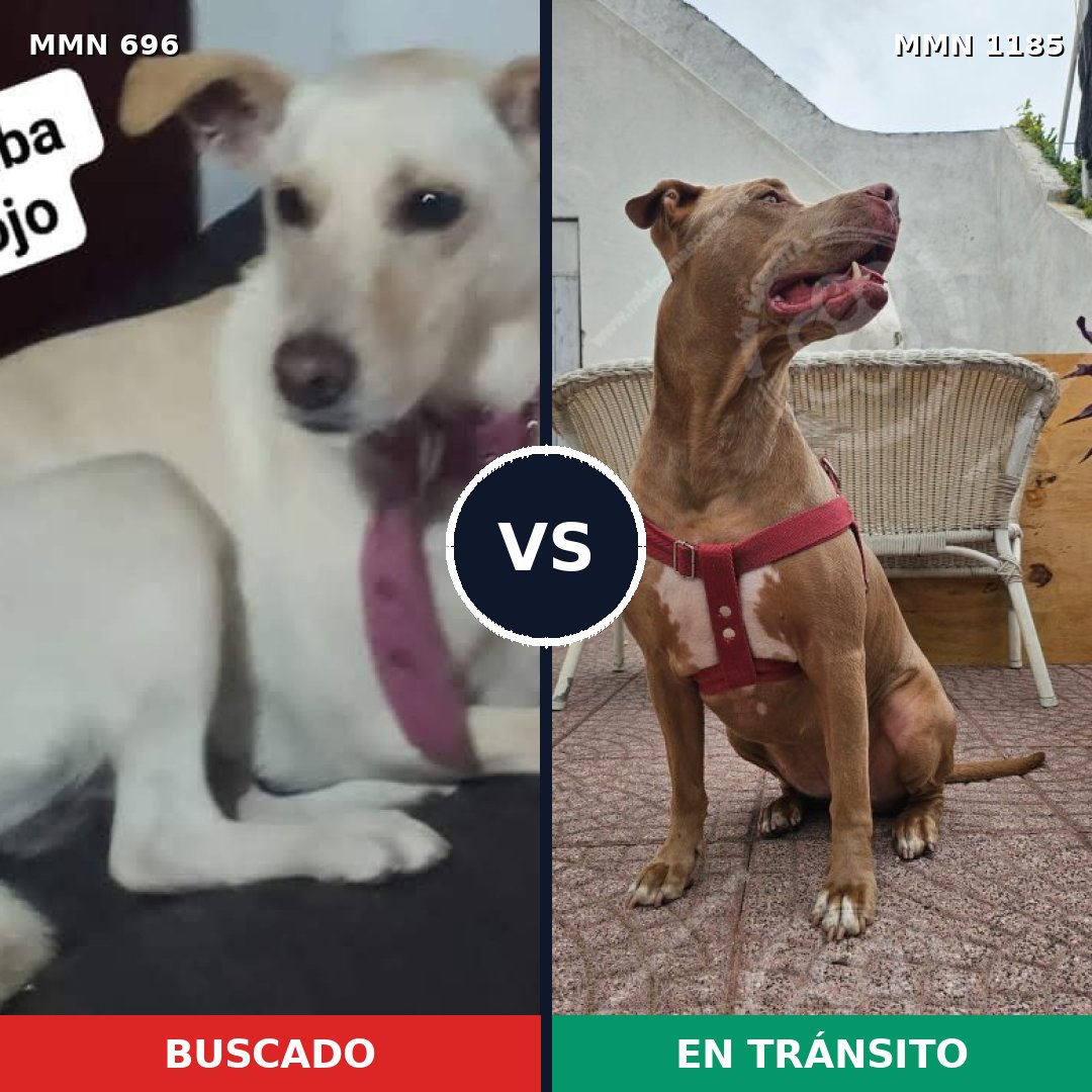 Comparativa MMS 18734: mascota perdida y mascota encontrada, 42% de similitud