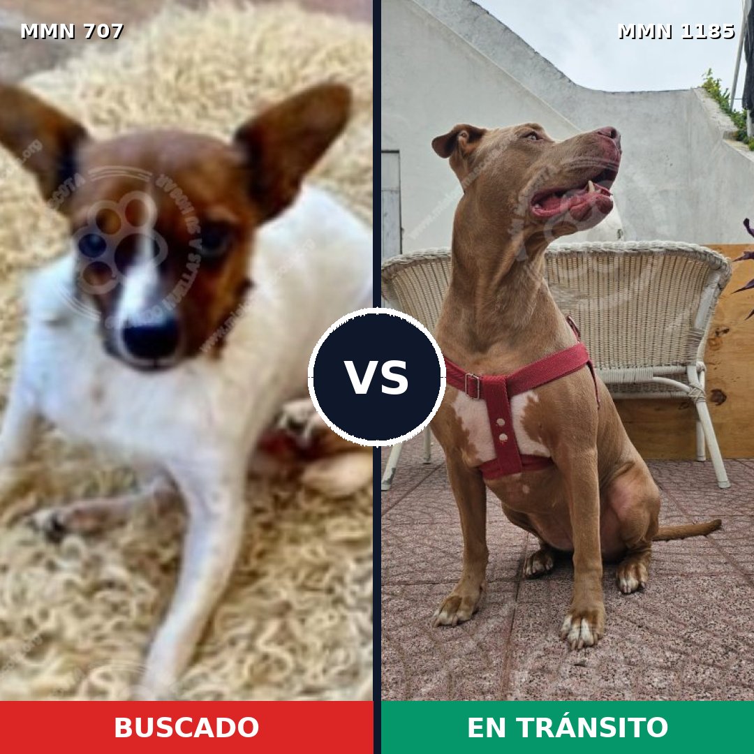 Comparativa MMS 18735: mascota perdida y mascota encontrada, 21% de similitud