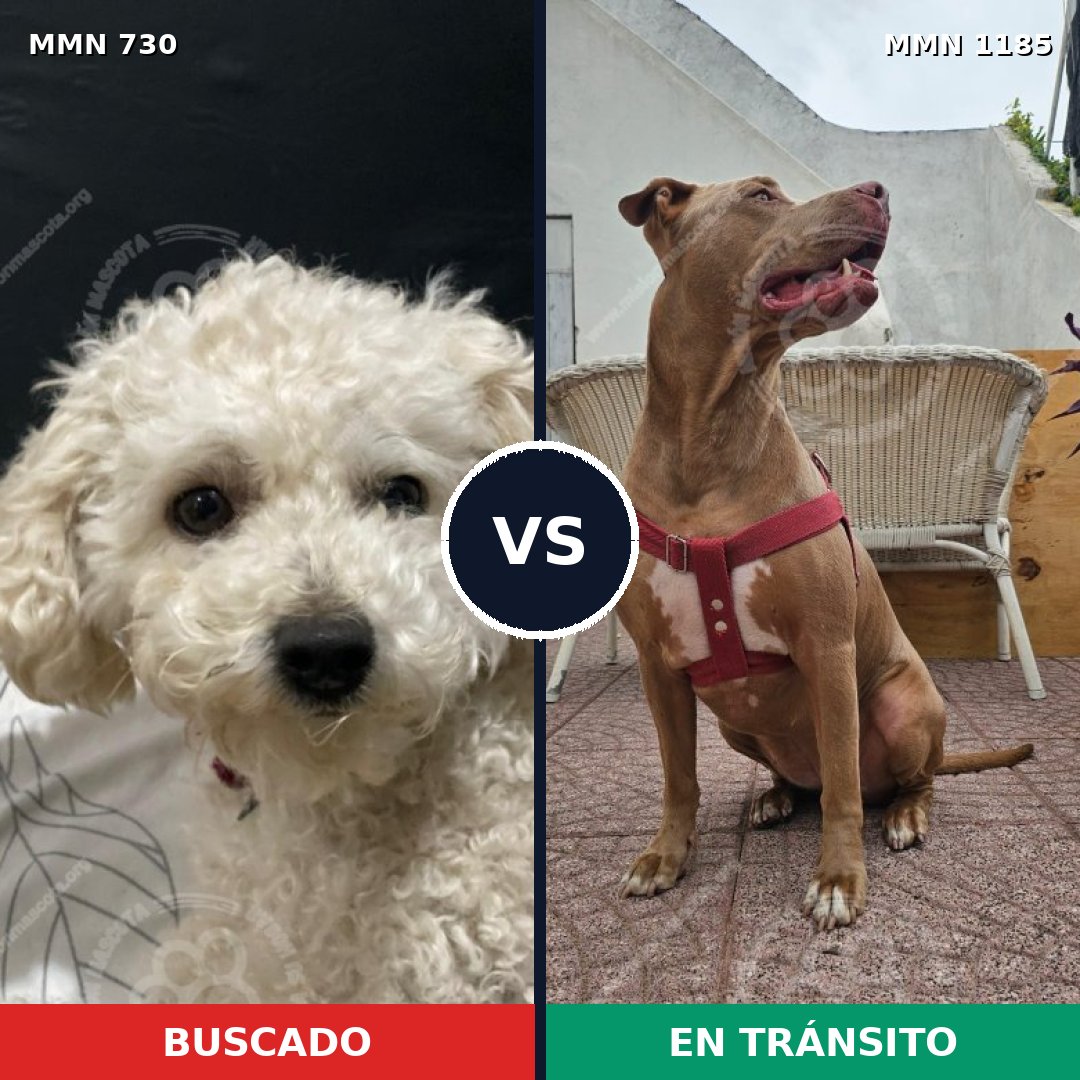 Comparativa MMS 18736: mascota perdida y mascota encontrada, 32% de similitud