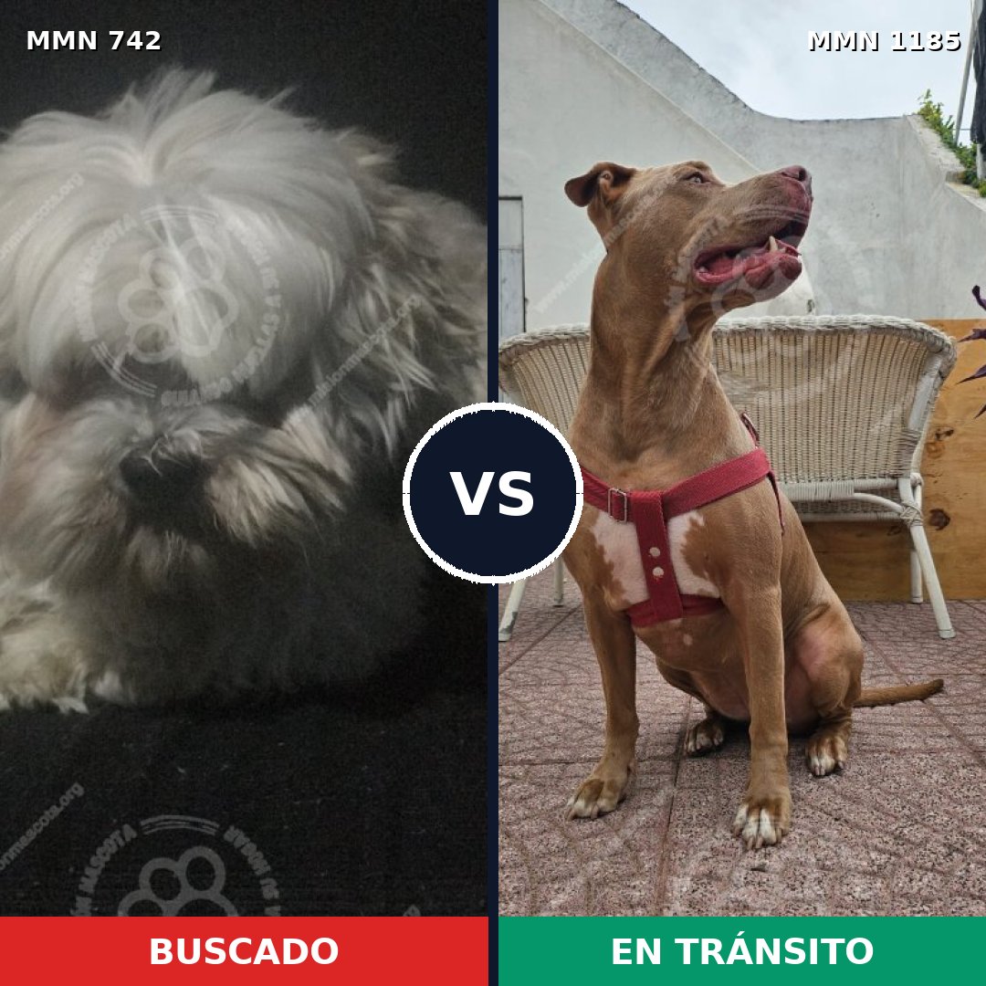 Comparativa MMS 18737: mascota perdida y mascota encontrada, 23% de similitud