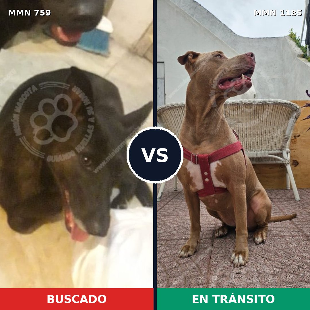 Comparativa MMS 18738: mascota perdida y mascota encontrada, 36% de similitud