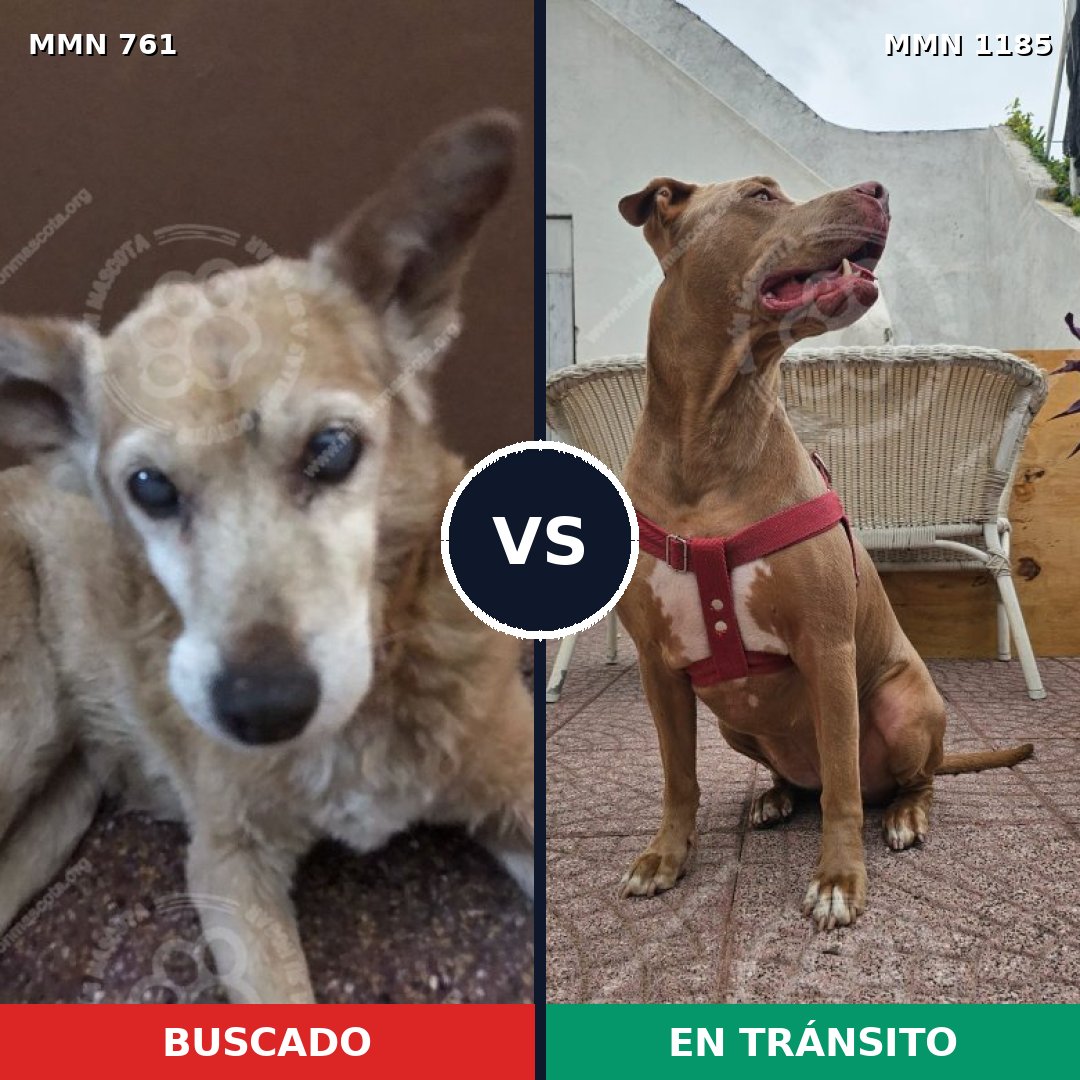 Comparativa MMS 18739: mascota perdida y mascota encontrada, 37% de similitud