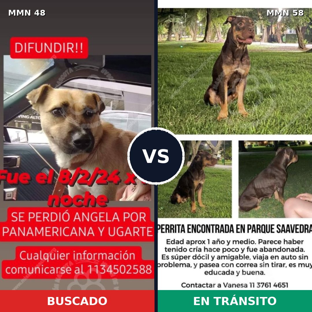 Comparativa MMS 1874: mascota perdida y mascota encontrada, 77% de similitud