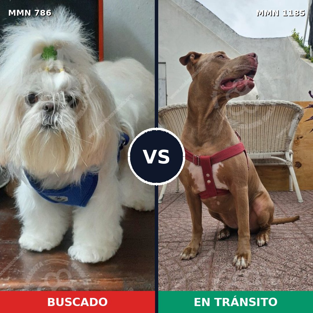 Comparativa MMS 18743: mascota perdida y mascota encontrada, 24% de similitud