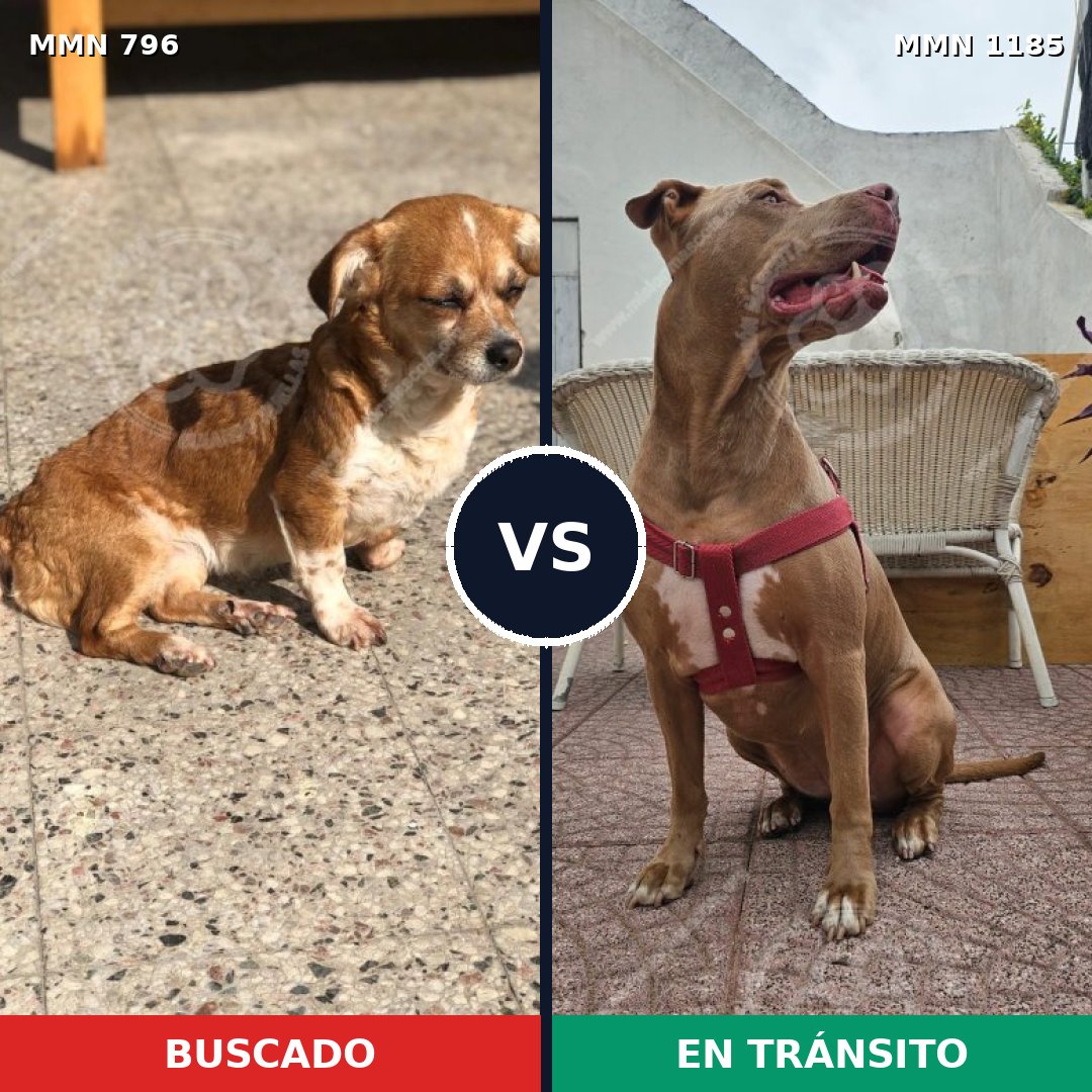Comparativa MMS 18745: mascota perdida y mascota encontrada, 22% de similitud