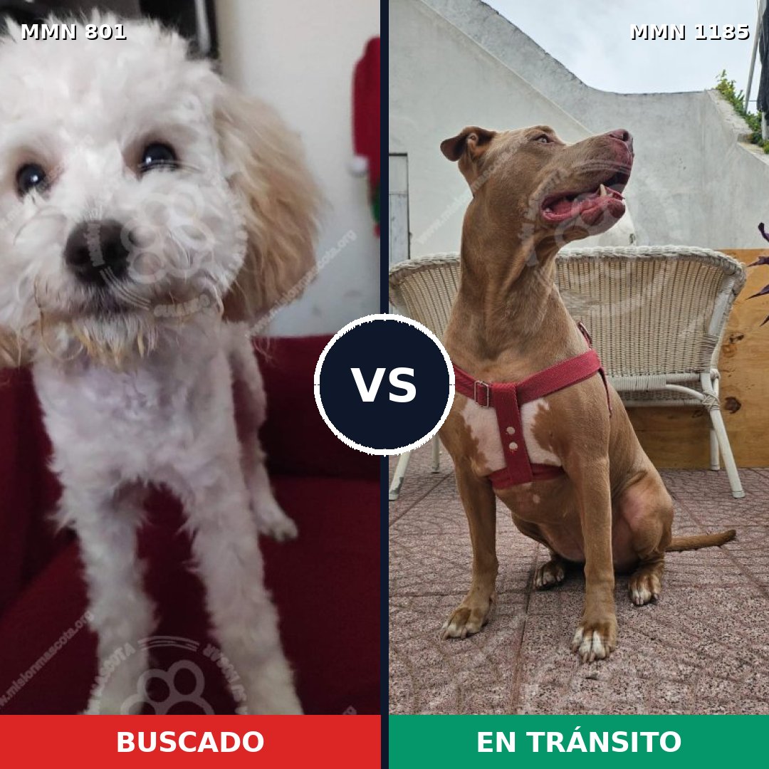 Comparativa MMS 18746: mascota perdida y mascota encontrada, 27% de similitud