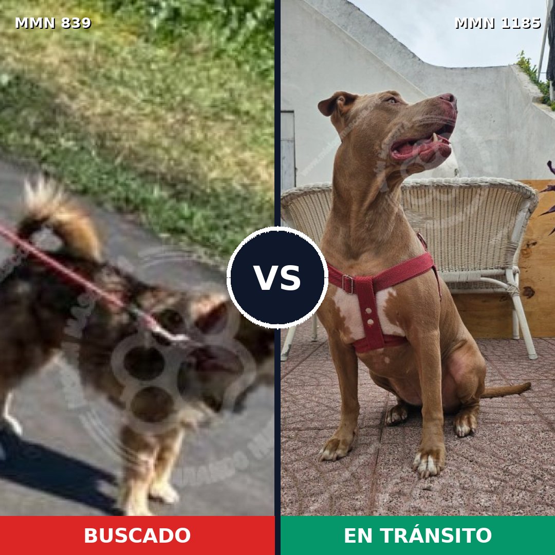 Comparativa MMS 18749: mascota perdida y mascota encontrada, 24% de similitud