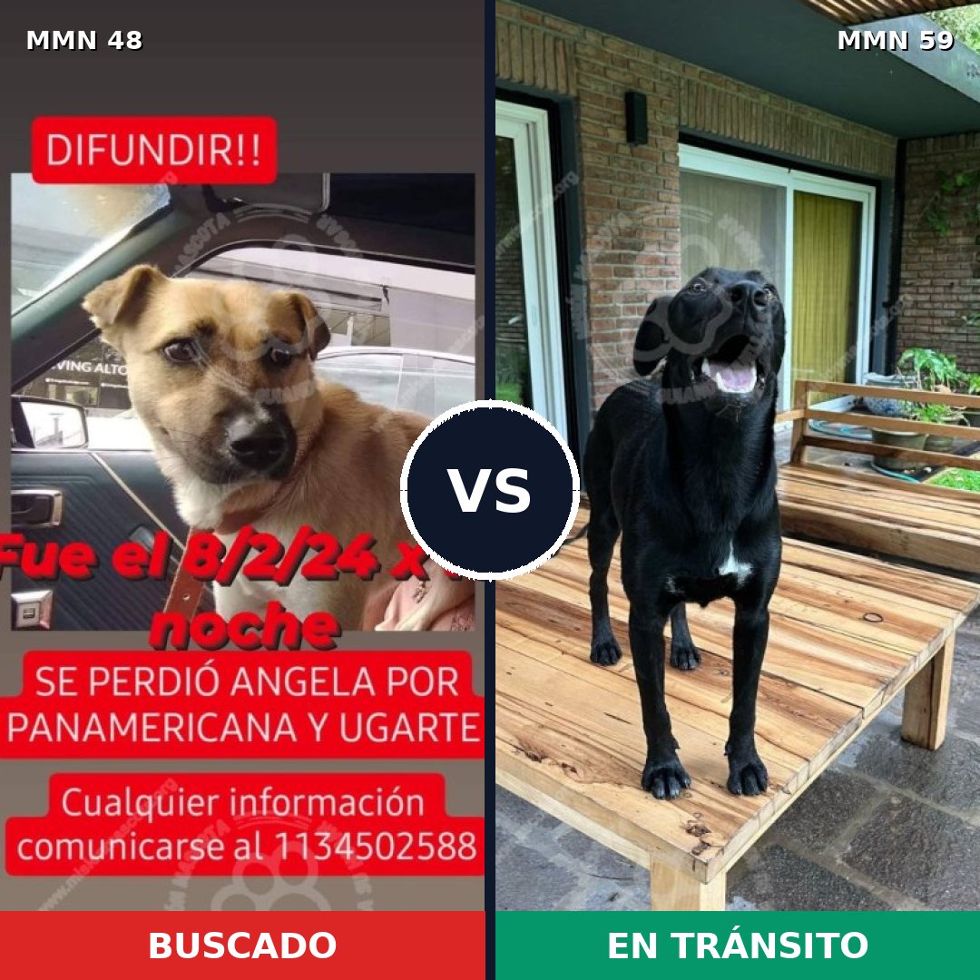 Comparativa MMS 1875: mascota perdida y mascota encontrada, 55% de similitud