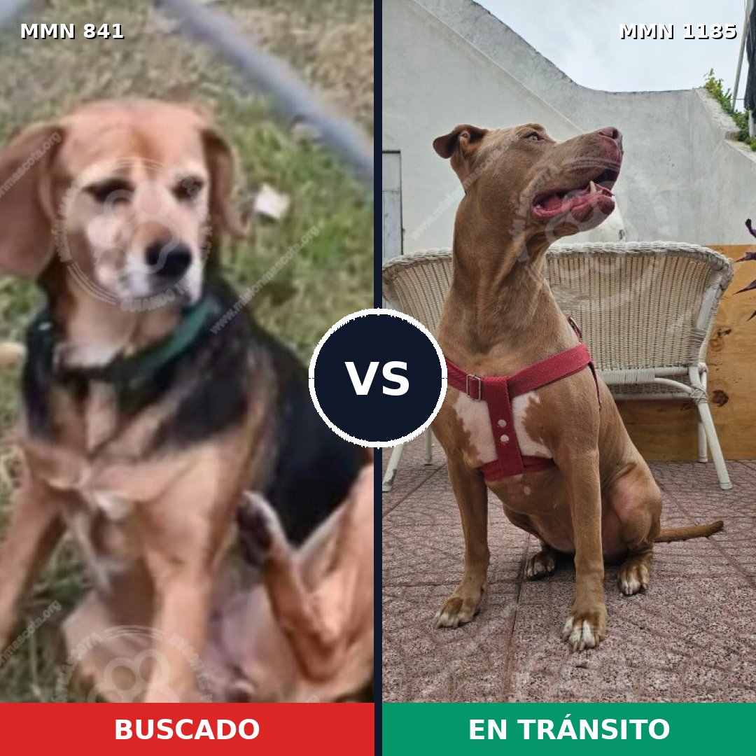 Comparativa MMS 18750: mascota perdida y mascota encontrada, 41% de similitud