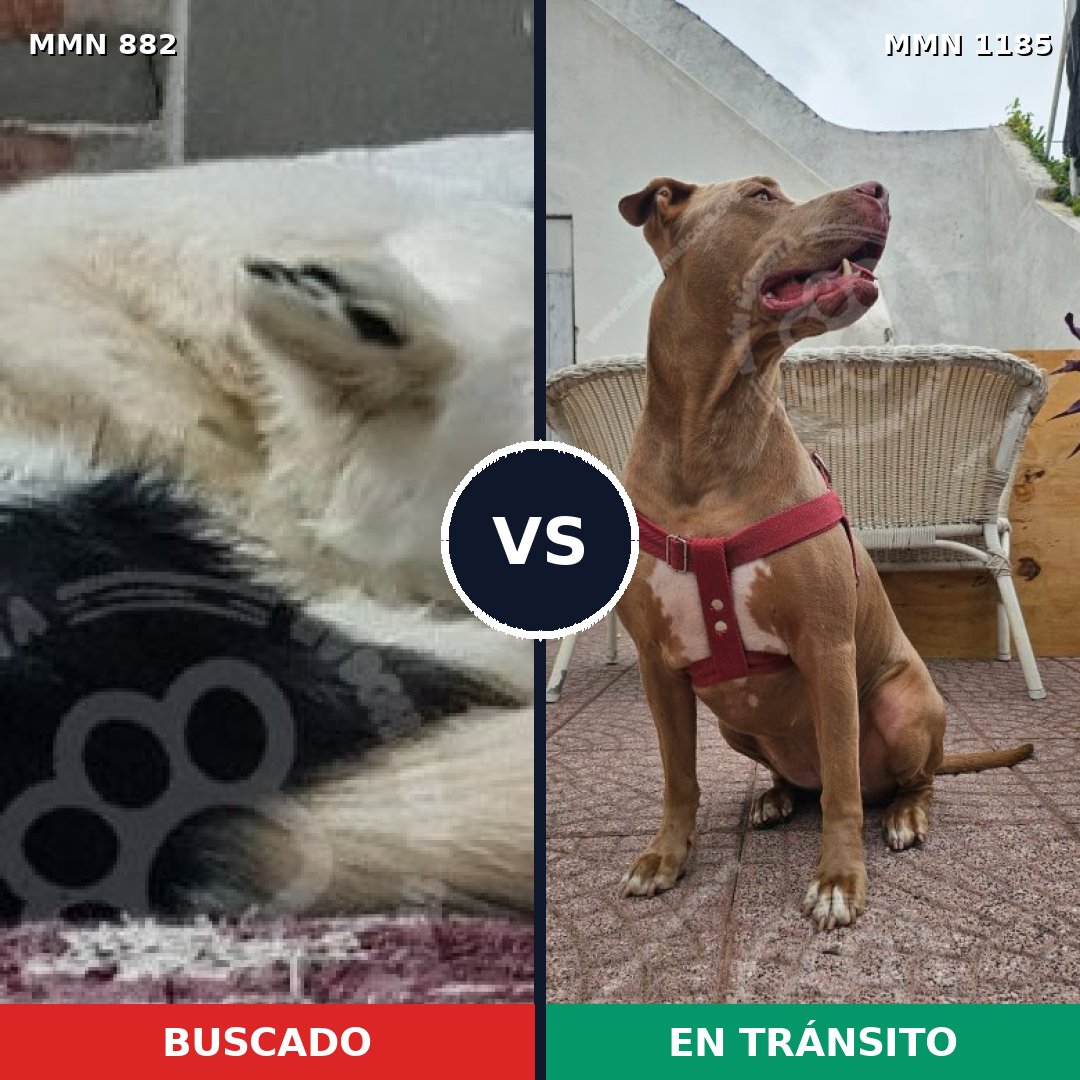 Comparativa MMS 18752: mascota perdida y mascota encontrada, 28% de similitud