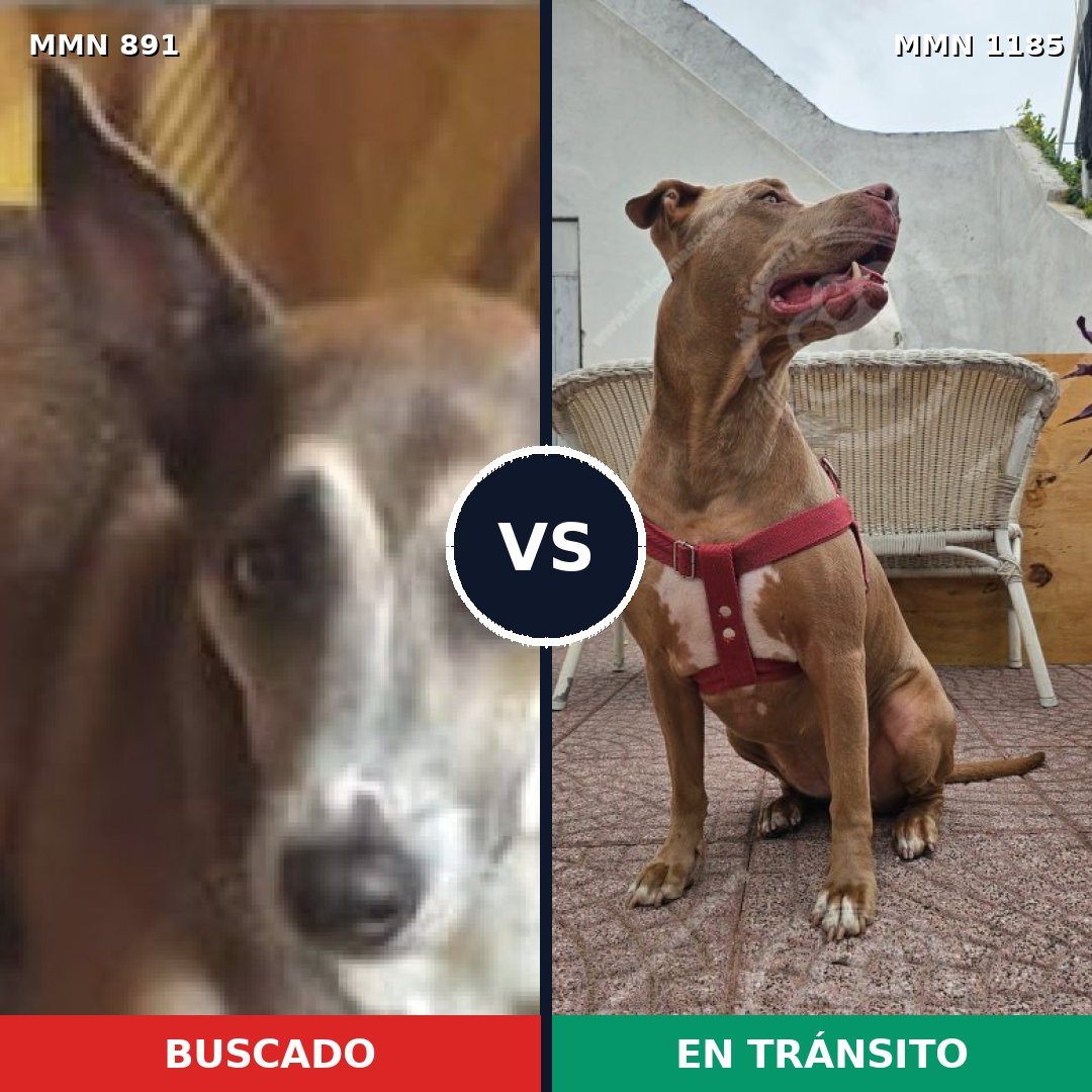 Comparativa MMS 18753: mascota perdida y mascota encontrada, 52% de similitud