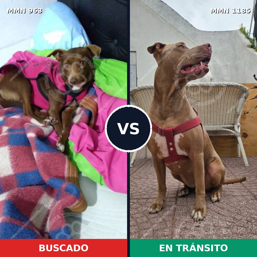 Comparativa MMS 18754: mascota perdida y mascota encontrada, 41% de similitud