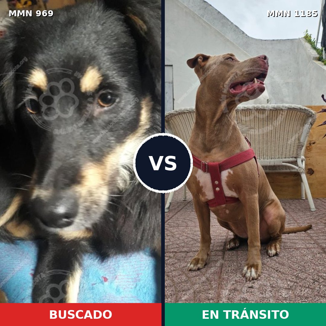 Comparativa MMS 18755: mascota perdida y mascota encontrada, 38% de similitud