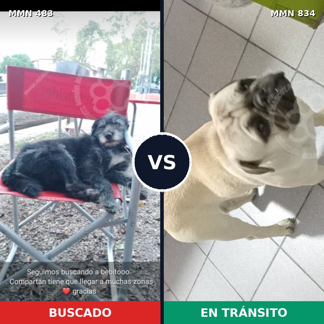 Comparativa MMS 18756: mascota perdida y mascota encontrada, 29% de similitud