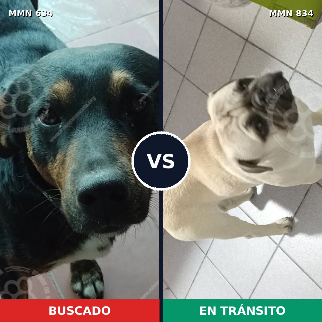 Comparativa MMS 18758: mascota perdida y mascota encontrada, 31% de similitud