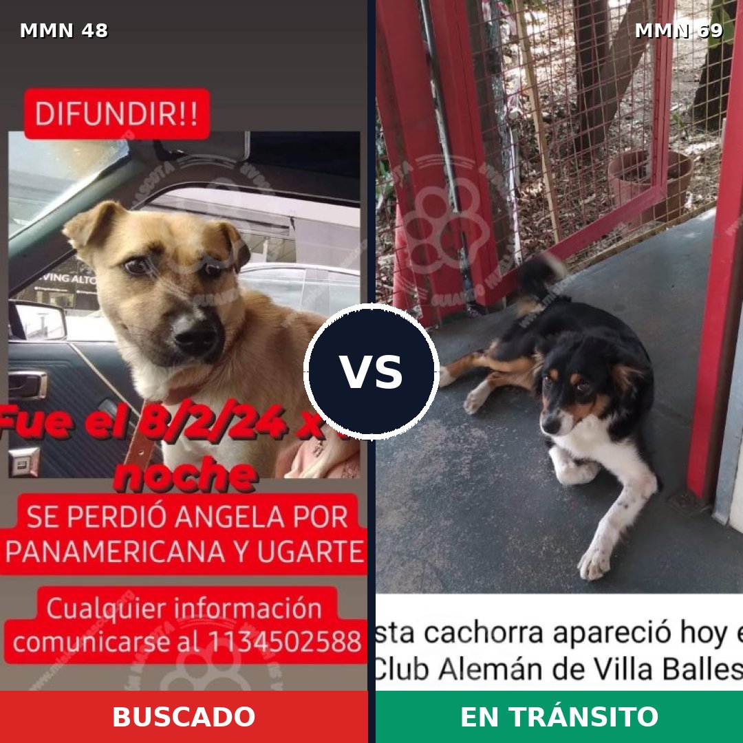 Comparativa MMS 1876: mascota perdida y mascota encontrada, 74% de similitud