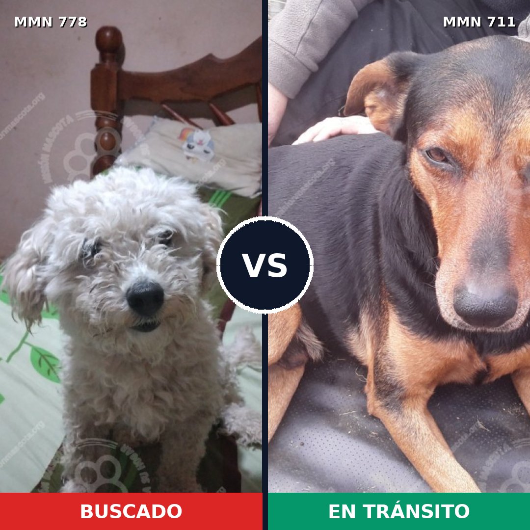 Comparativa MMS 18760: mascota perdida y mascota encontrada, 24% de similitud