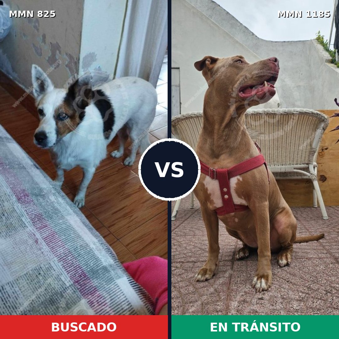 Comparativa MMS 18761: mascota perdida y mascota encontrada, 34% de similitud