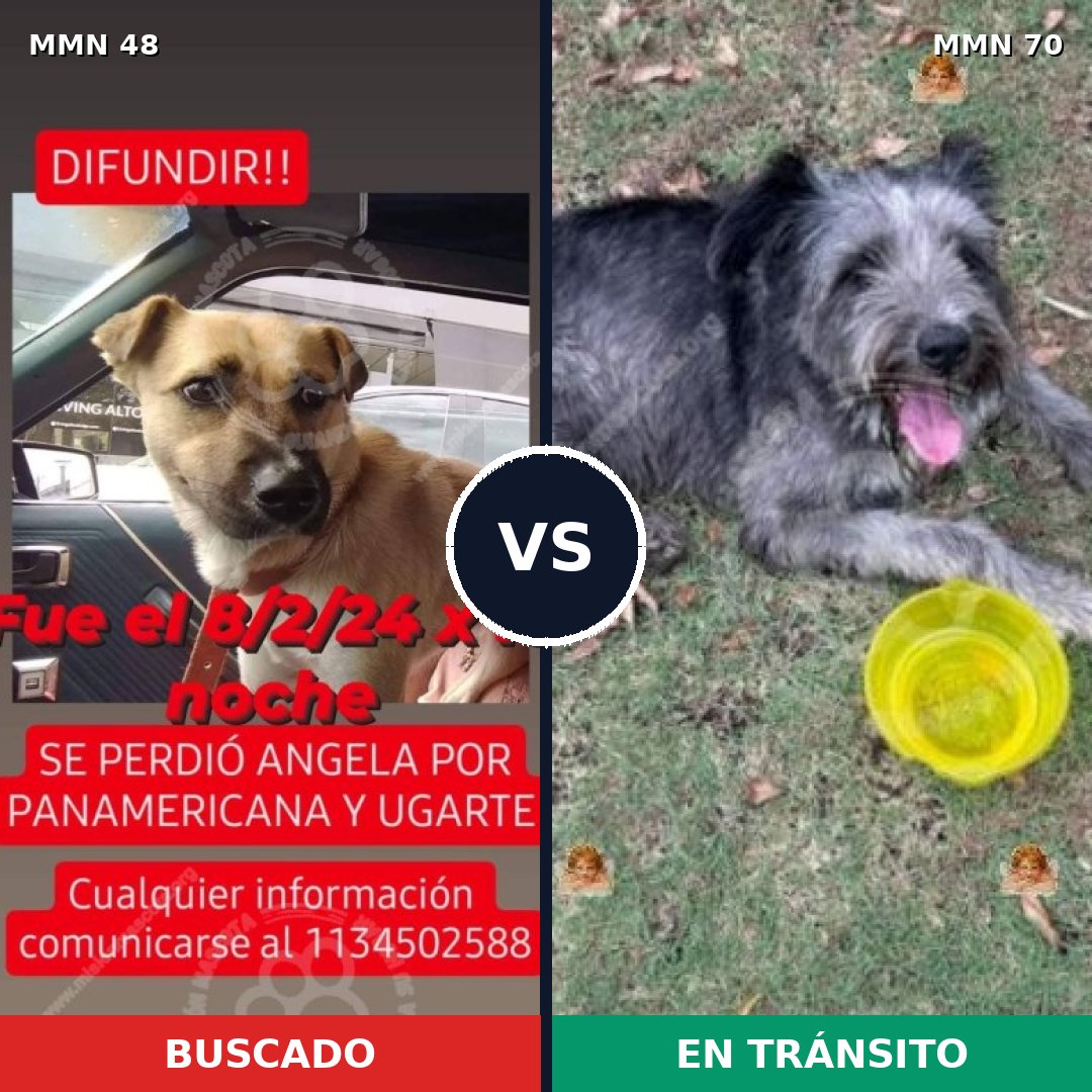 Comparativa MMS 1877: mascota perdida y mascota encontrada, 74% de similitud