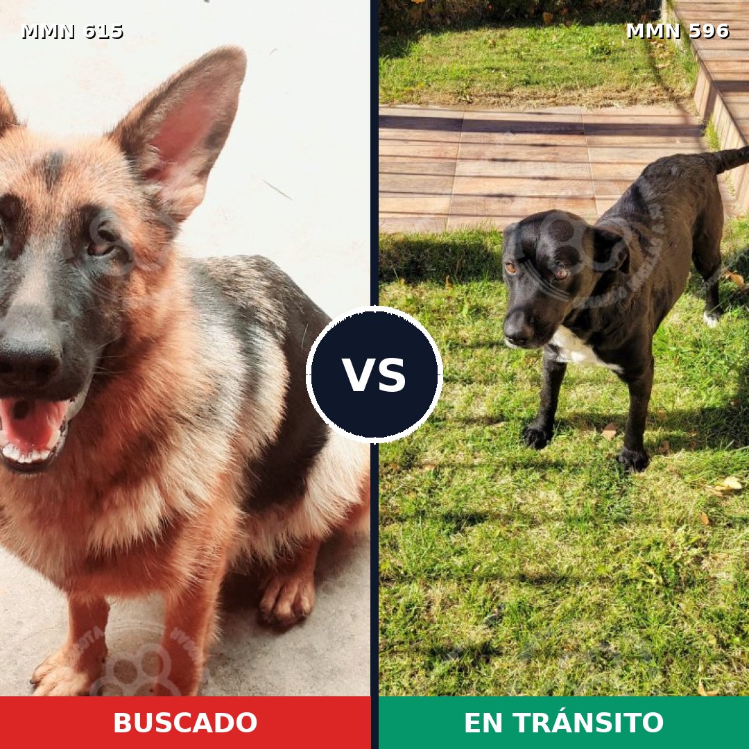 Comparativa MMS 18771: mascota perdida y mascota encontrada, 33% de similitud