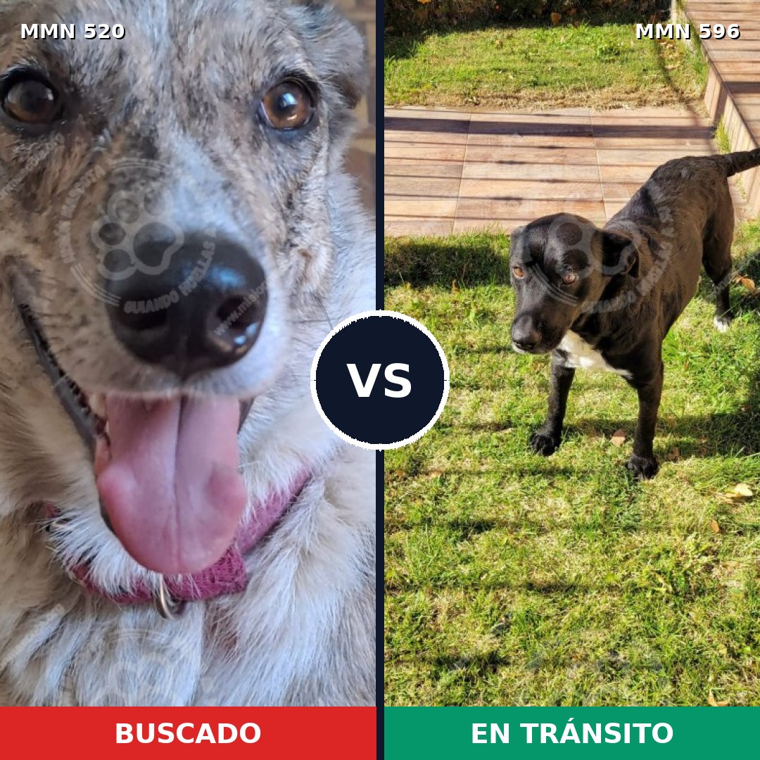 Comparativa MMS 18773: mascota perdida y mascota encontrada, 40% de similitud