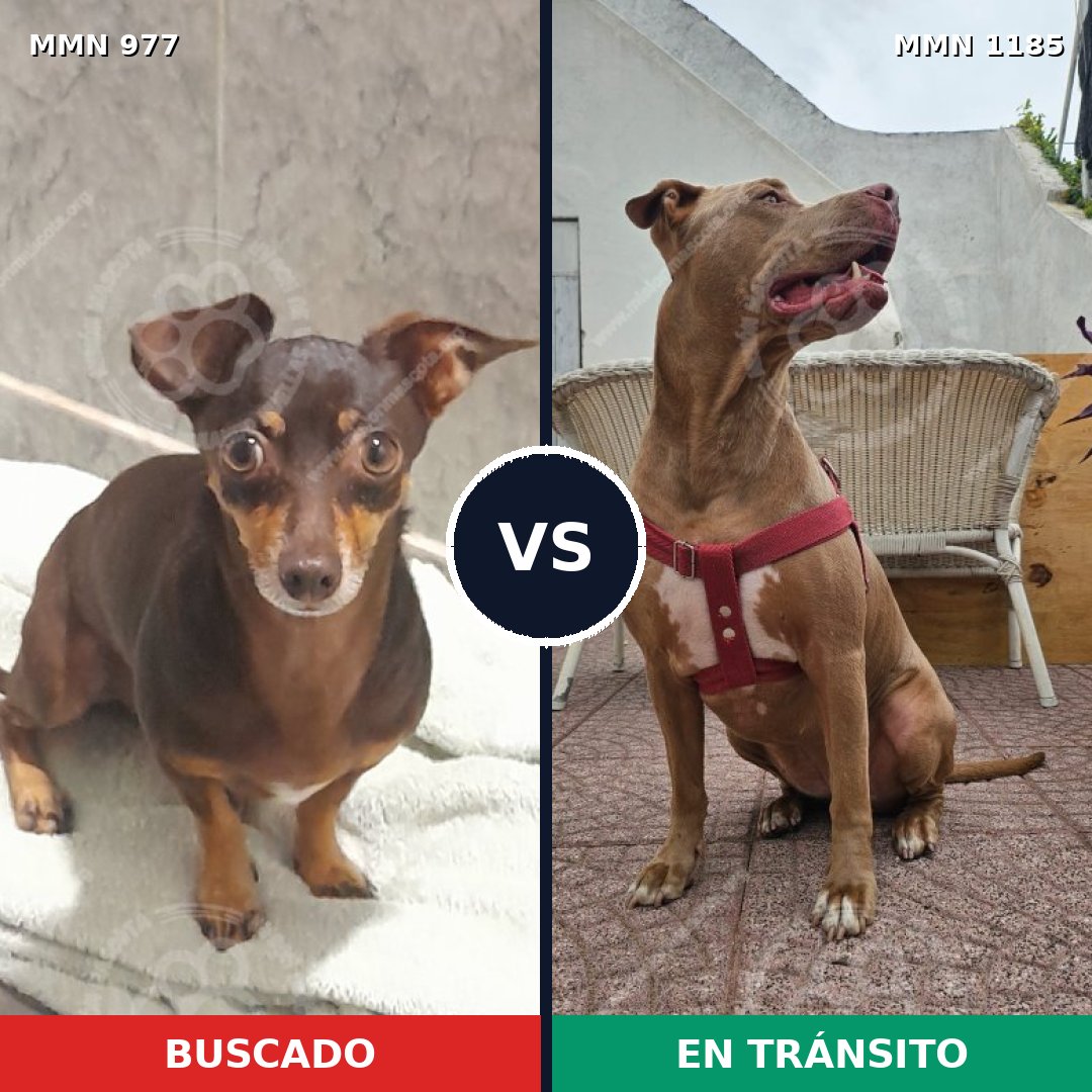 Comparativa MMS 18774: mascota perdida y mascota encontrada, 28% de similitud