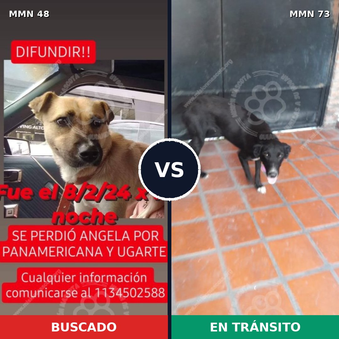 Comparativa MMS 1878: mascota perdida y mascota encontrada, 76% de similitud
