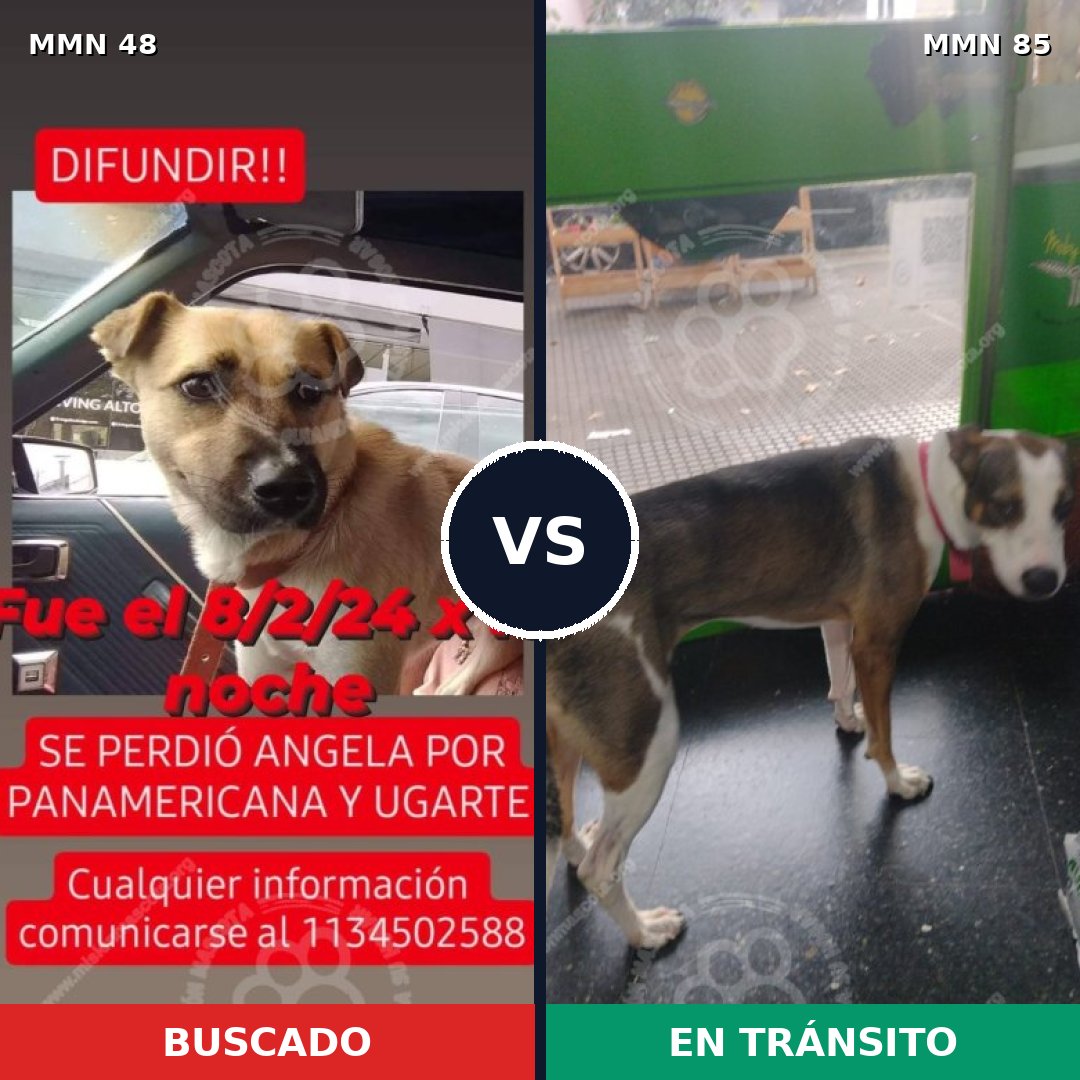 Comparativa MMS 1879: mascota perdida y mascota encontrada, 60% de similitud