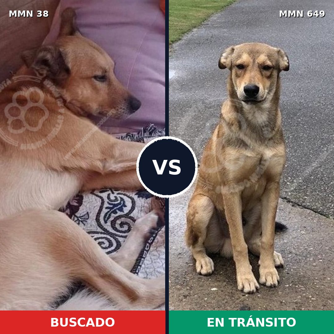 Comparativa MMS 188: mascota perdida y mascota encontrada, 29% de similitud