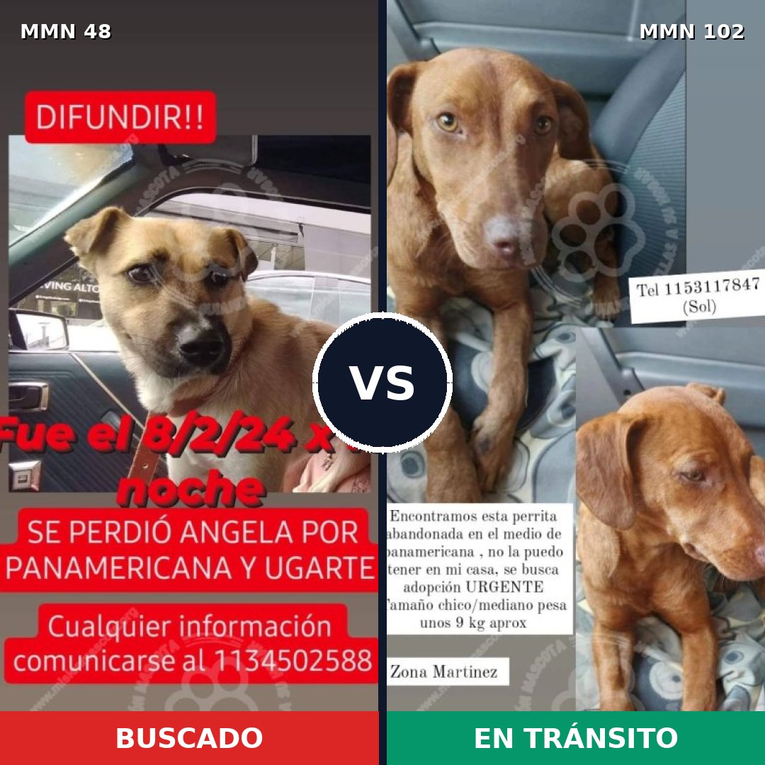Comparativa MMS 1880: mascota perdida y mascota encontrada, 73% de similitud