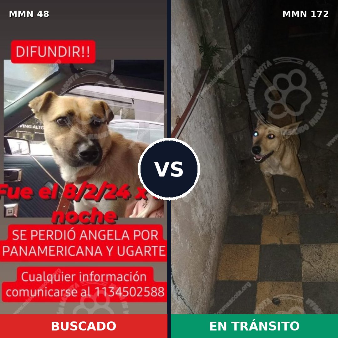 Comparativa MMS 1883: mascota perdida y mascota encontrada, 77% de similitud